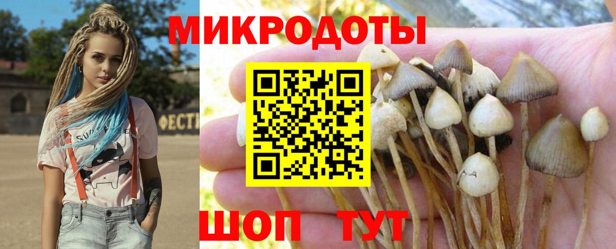 Галлюциногенные грибы Psilocybe Биробиджан